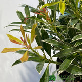 Pieris 'Flaming Silver' 2Ltr Pot (NL)