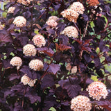Physocarpus Opulifolius 'Diablo' Ninebark Plant 3Ltr Pot