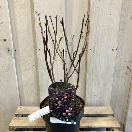 Physocarpus Opulifolius 'Diablo' Ninebark Plant 3Ltr Pot