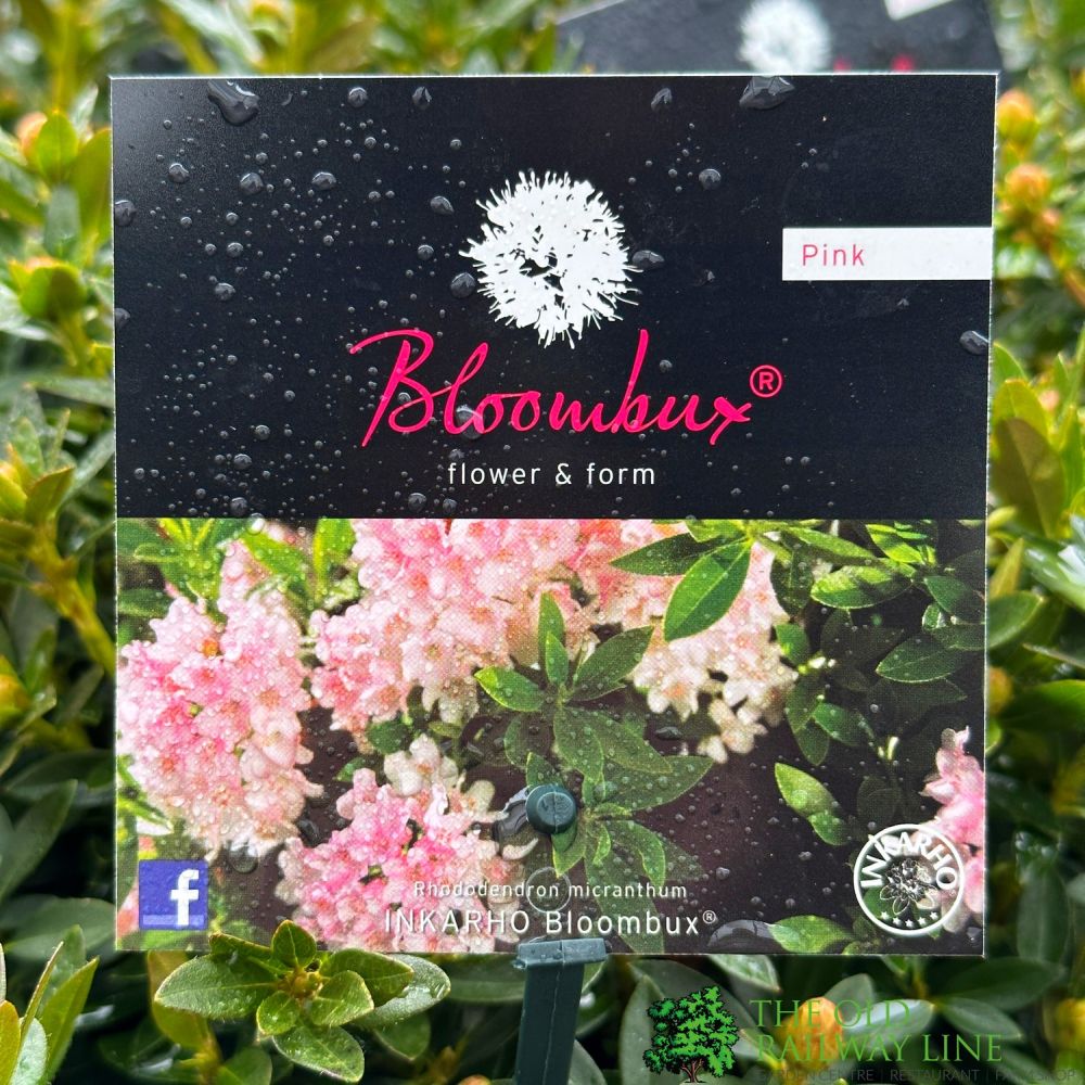 Rhododendron 'Bloombux' 2Ltr Pot