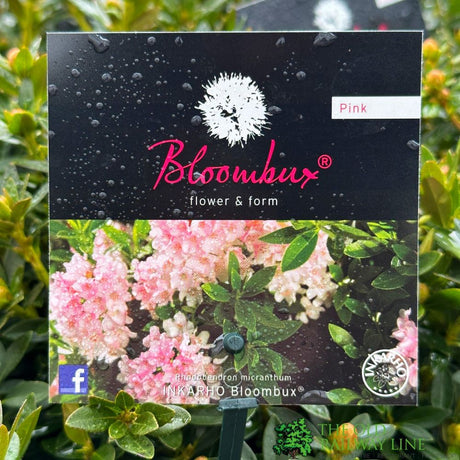 Rhododendron 'Bloombux' 2Ltr Pot