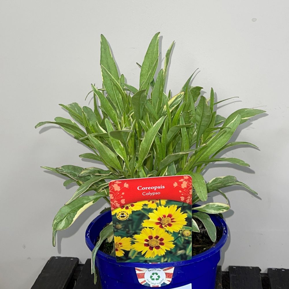 Coreopsis 'Calypso' Plant 2Ltr Pot