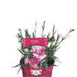 Dianthus 'Tickled Pink' Plant 1.5Ltr