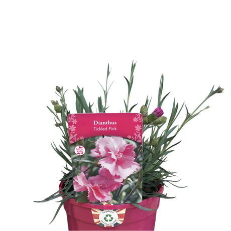 Dianthus 'Tickled Pink' Plant 1.5Ltr