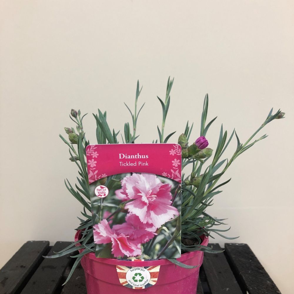 Dianthus 'Tickled Pink' Plant 1.5Ltr