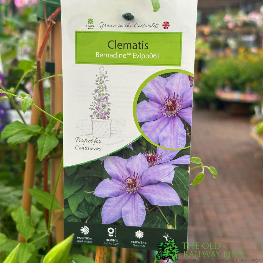 Clematis 'Bernadine' Climber 3Ltr Pot