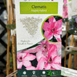 Clematis 'Hagley Hybrid' Climber 3Ltr Pot
