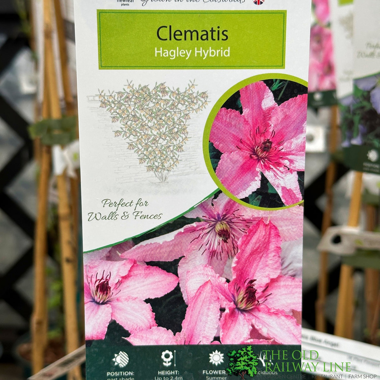Clematis 'Hagley Hybrid' Climber 3Ltr Pot