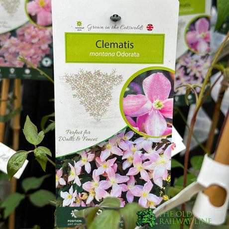Clematis montana 'Odorata' Climing Plant 3Ltr Pot