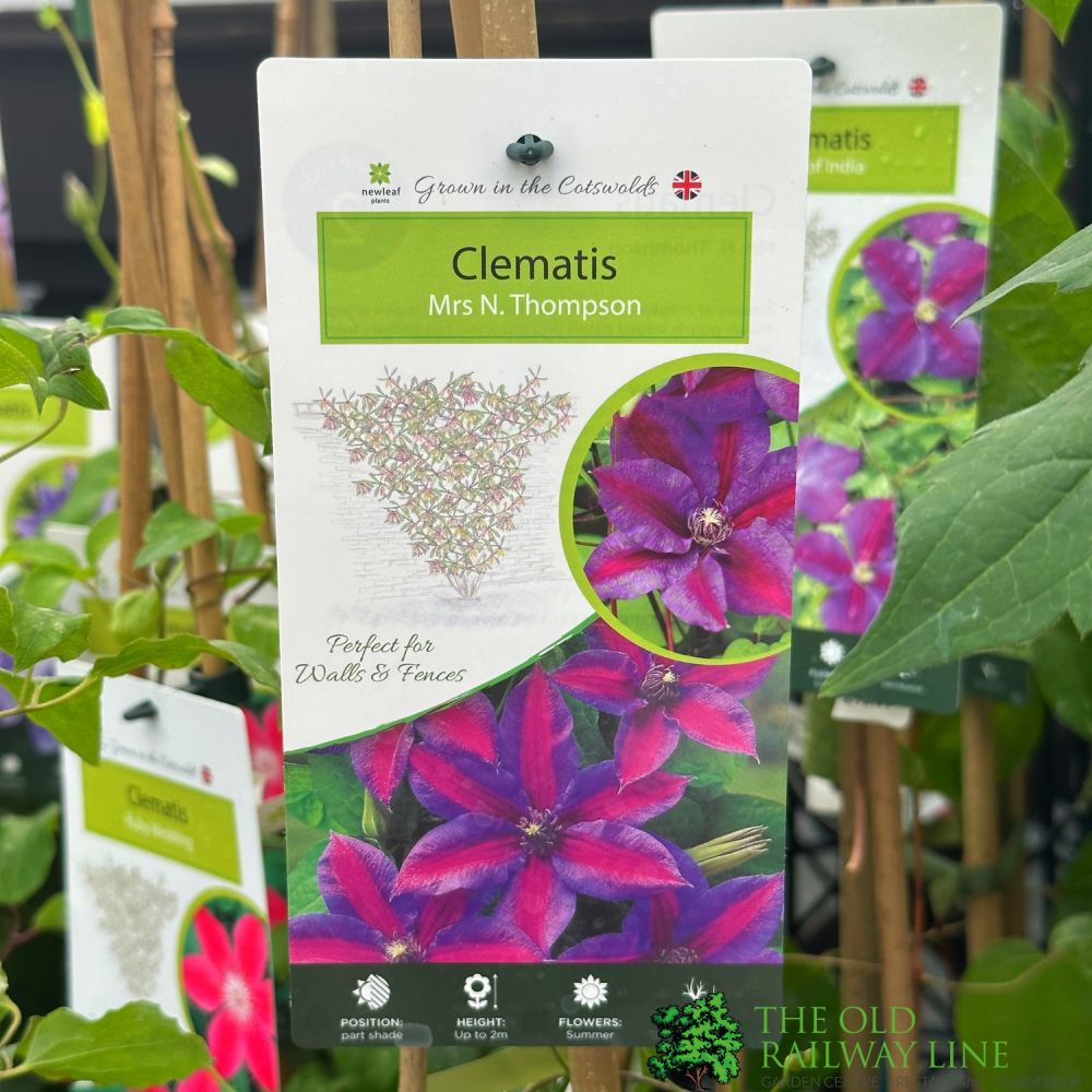 Clematis 'Mrs N Thompson' Climber 3Ltr Pot