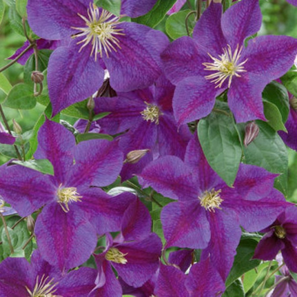 Clematis 'Star Of India' Climber 3 Ltr Pot