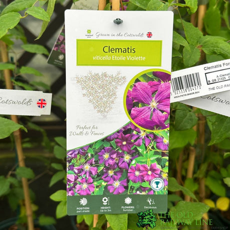 Clematis 'Etoile Violette' Climber 3 Ltr Pot