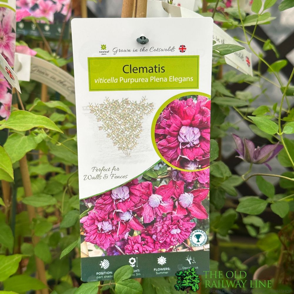 Clematis 'Purpurea Plena' Climber 3Ltr Pot