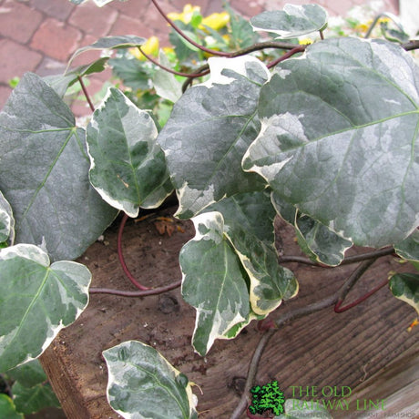 Hedera 'Gloire de Marengo' Climbing Ivy 3Ltr Pot