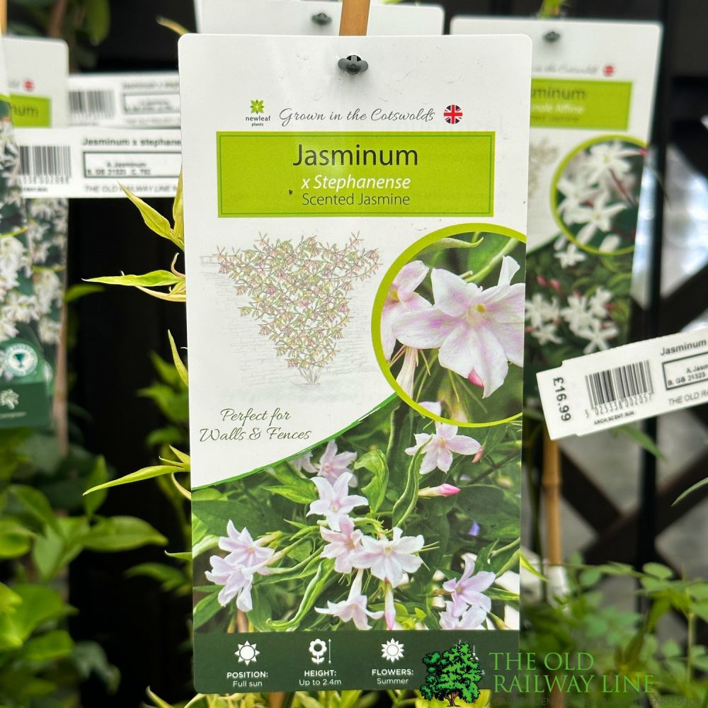 Jasminum 'Stephanense' Jasmine Climber 3Ltr Pot