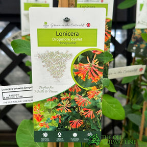 Lonicera 'Dropmore Scarlet' Honeysuckle Plant 3Ltr Pot