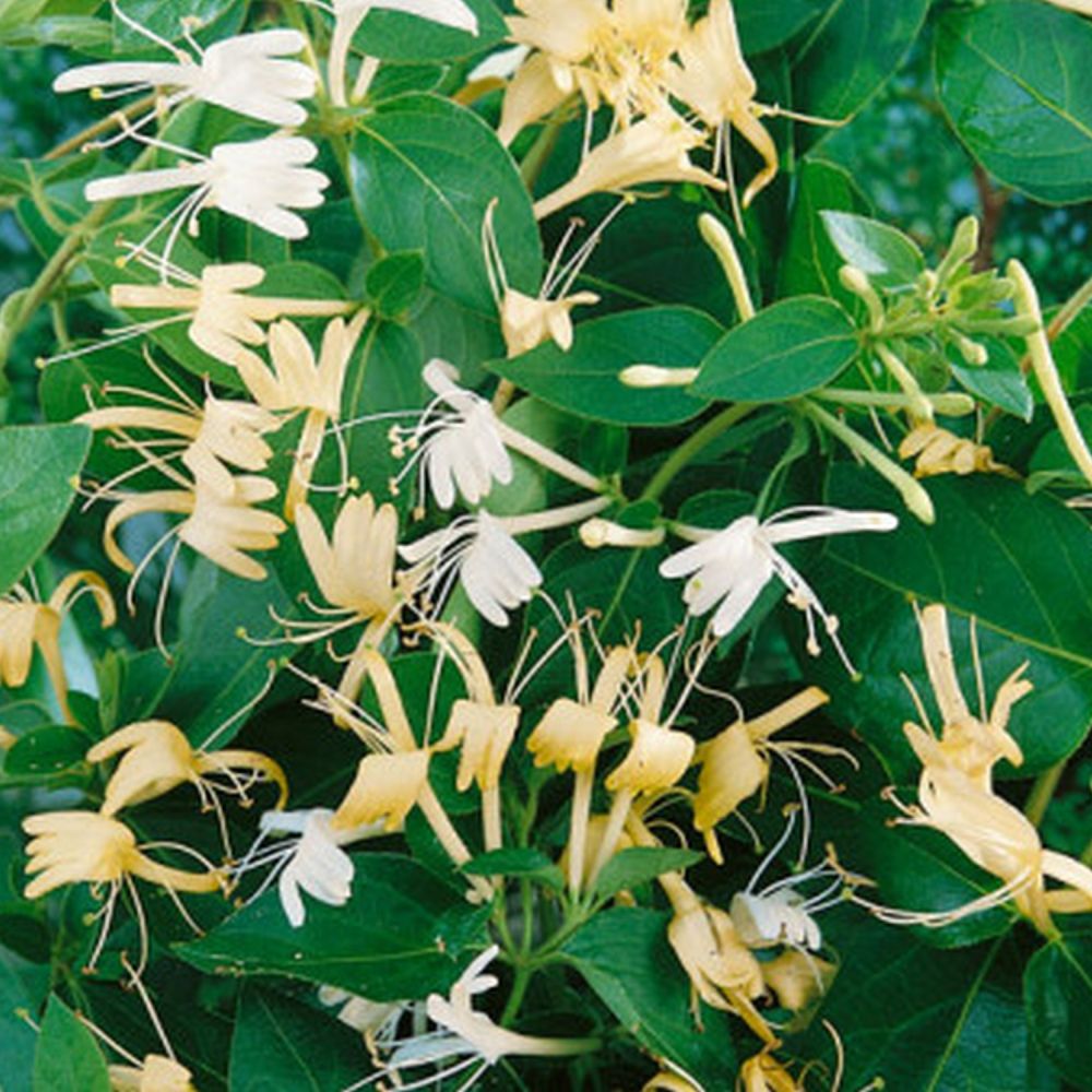 Lonicera japonica 'Halliana' Honeysuckle Climbing Plant 3Ltr Pot