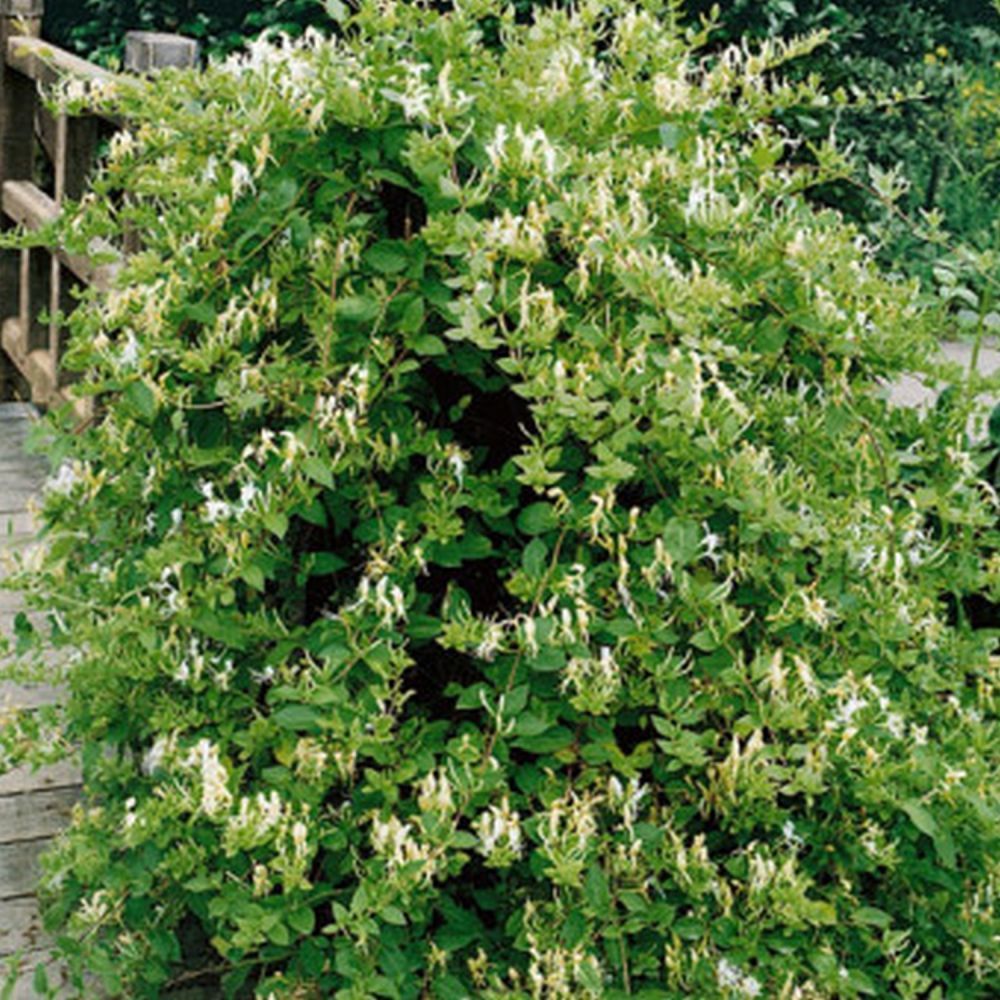 Honeysuckle 'Halls Prolific' Lonicera Japonica Climber 3Ltr Pot