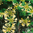 Honeysuckle 'Graham Thomas' Lonicera Japonica Climber 3Ltr Pot