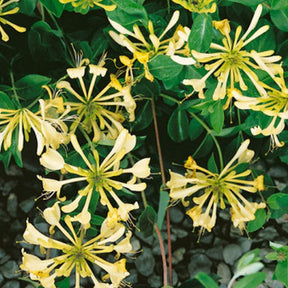 Honeysuckle 'Graham Thomas' Lonicera Japonica Climber 3Ltr Pot