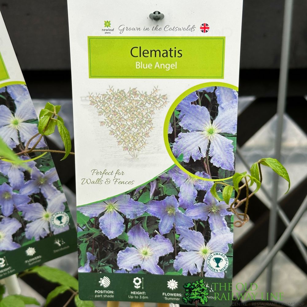 Clematis 'Blue Angel' Climbing Plant 2Ltr Pot