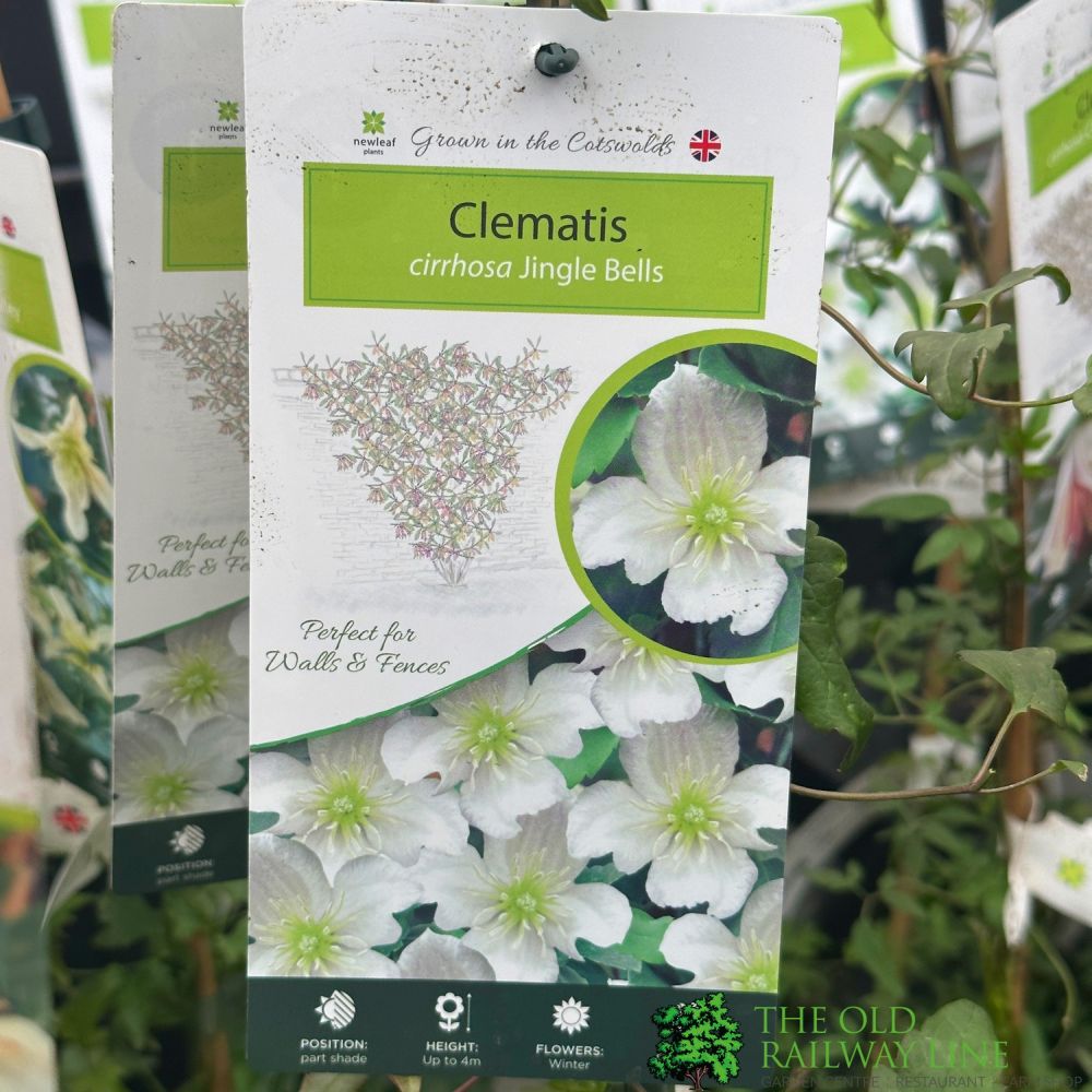 Clematis Cirrhosa 'Jingle Bells' Climbing Plant 3Ltr Pot