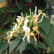 Lonicera similis var. delavayi Honeysuckle 3 Ltr Pot