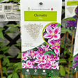 Clematis 'Piilu' Climber 3Ltr Pot
