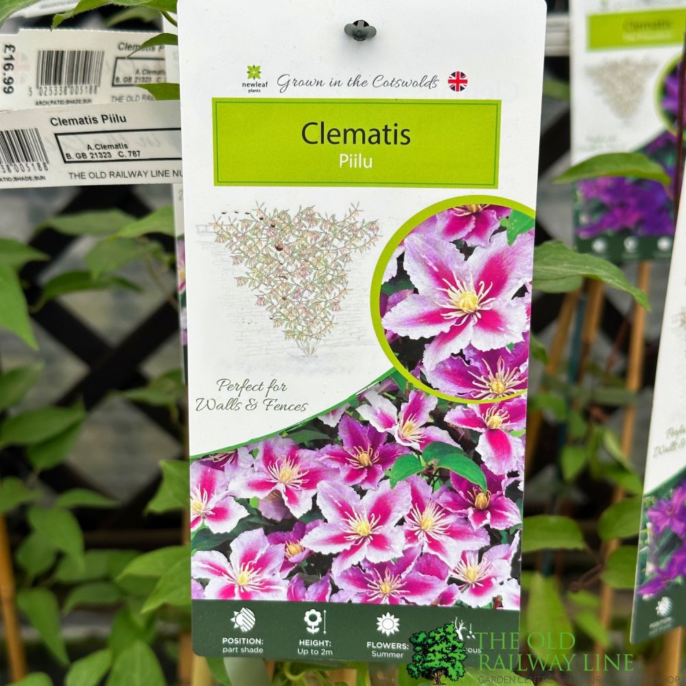 Clematis 'Piilu' Climber 3Ltr Pot