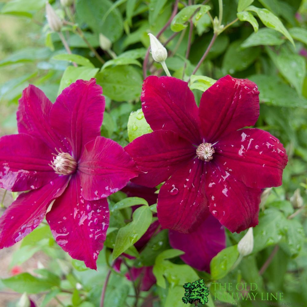 Clematis 'Rouge Cardinal' Climber 3Ltr Pot