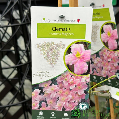 Clematis montana 'Mayleen' Climbing Plant 3Ltr Pot