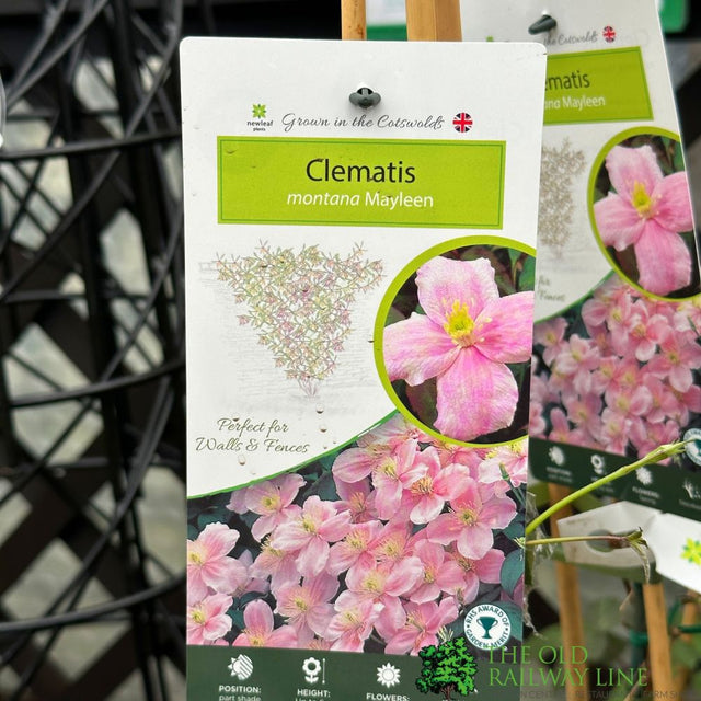Clematis montana 'Mayleen' Climbing Plant 3Ltr Pot