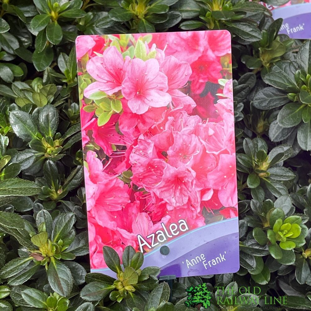Azalea 'Anne Frank' Rhododendron Plant 3Ltr Pot (NL)