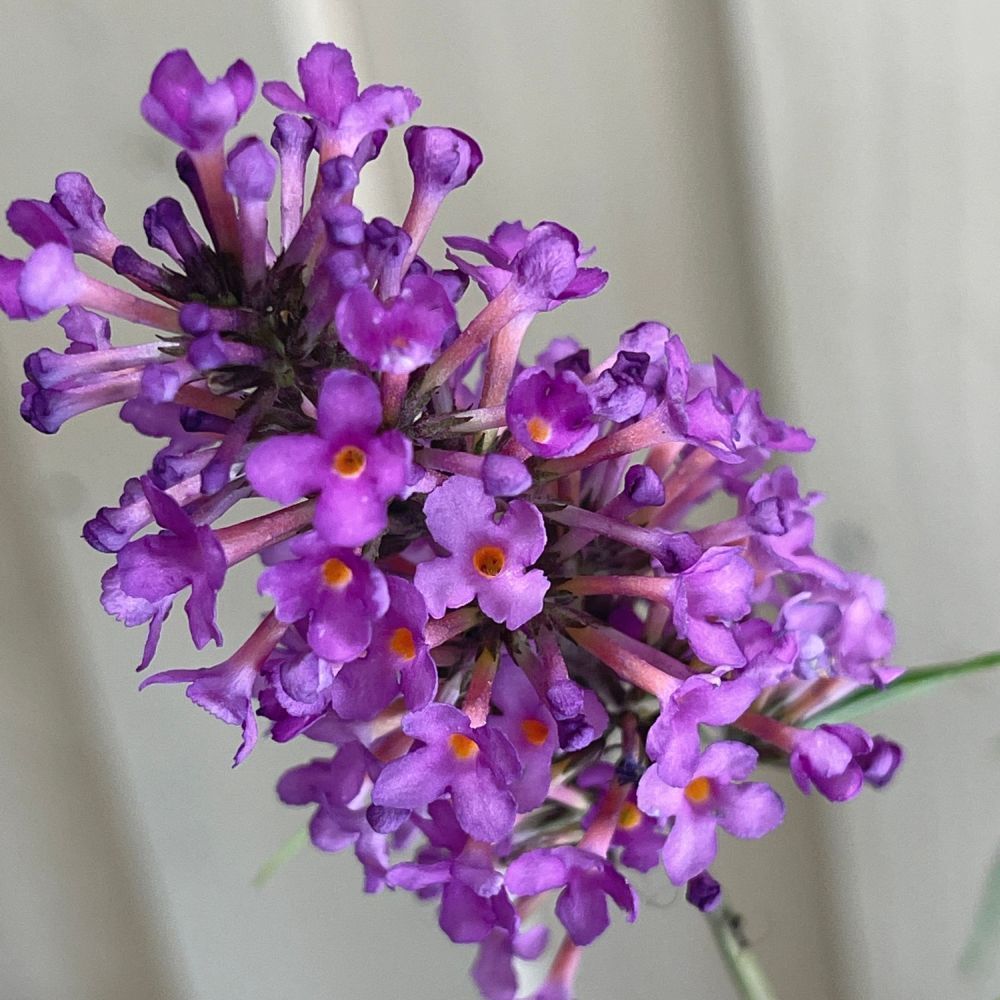 Buddleja Free Petite 'Tutti Frutti' Plant 3Ltr (NL)