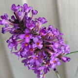 Buddleja Free Petite 'Tutti Frutti' Plant 3Ltr (NL)