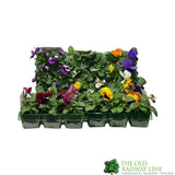 Pansy Plants Assorted Six Pack of Plants
