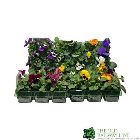Pansy Plants Assorted Six Pack of Plants