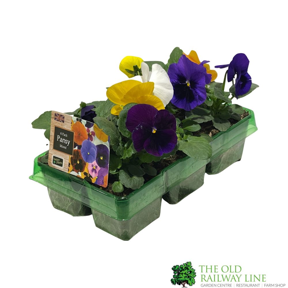 Pansy Plants Assorted Six Pack of Plants