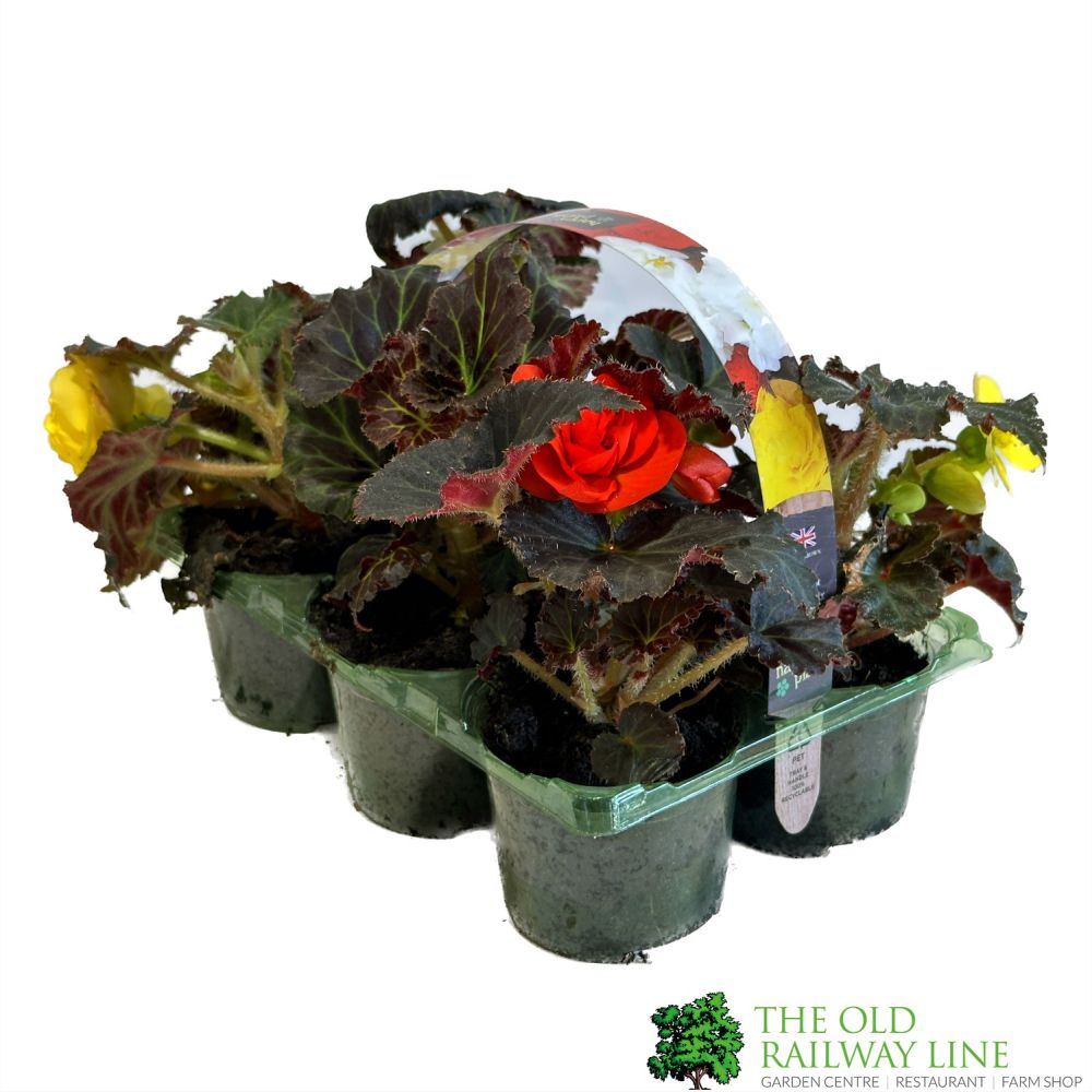 Begonia 'Non-Stop Mocca' Premium Six Pack