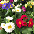 Polyanthus Plant Mixed Colour Six Pack of 9cm Pots
