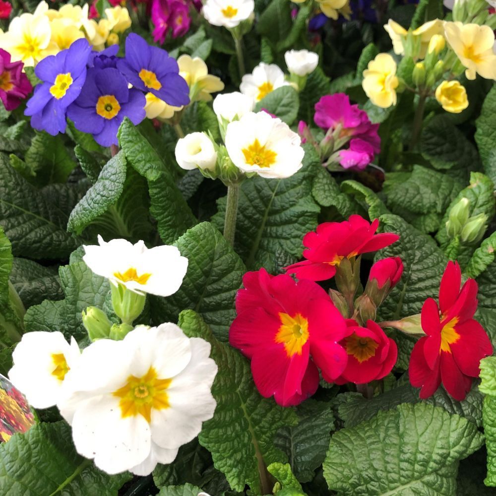 Polyanthus Plant Mixed Colour Six Pack of 9cm Pots