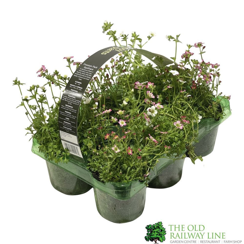 Saxifrage Mixed Six Pack of Plants