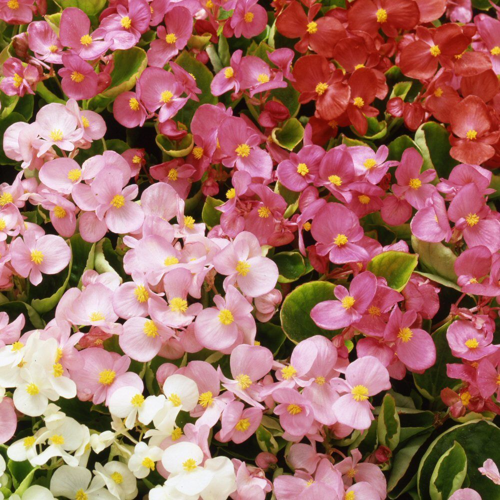 Begonia Heavens Delight Mixed Bedding Plug Plant 20 Cells