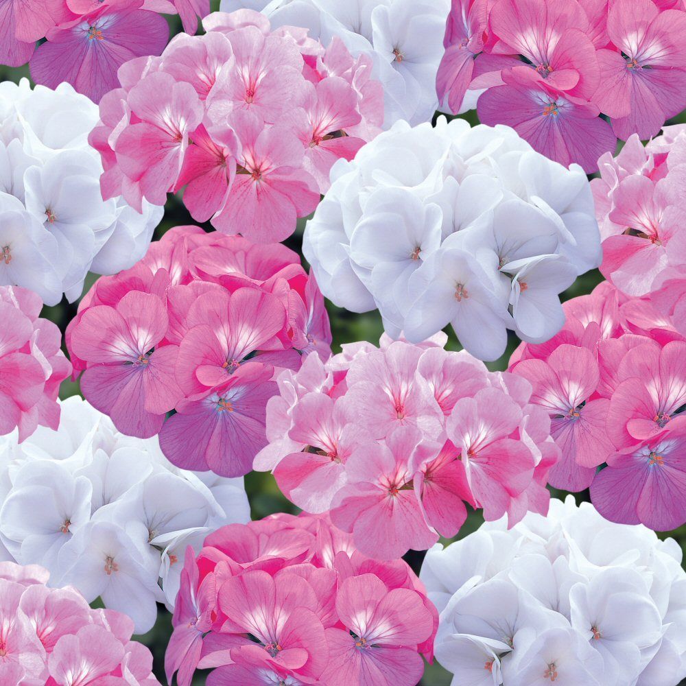 Geranium Candyfloss Mixed Bedding Plug Plant 20 Cells