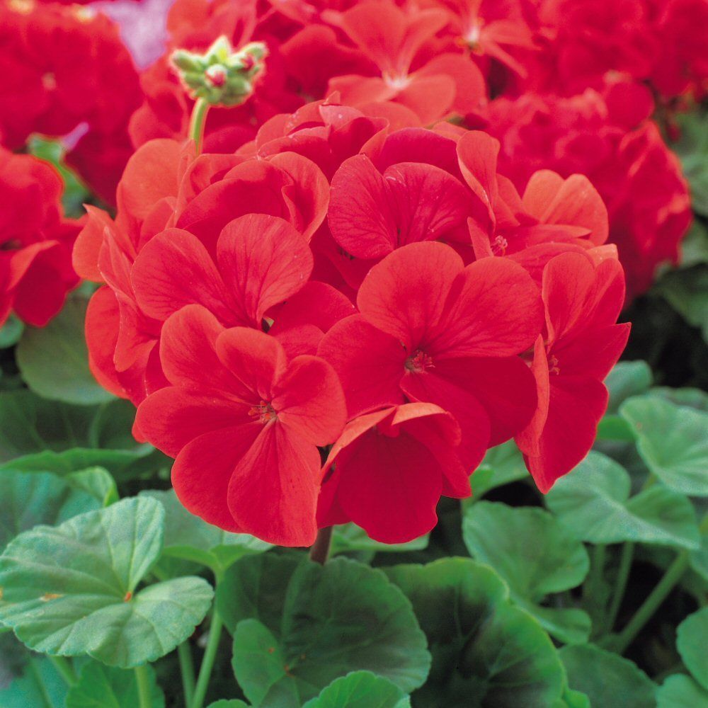 Geranium Bright Red Bedding Plug Plant 20 Cells