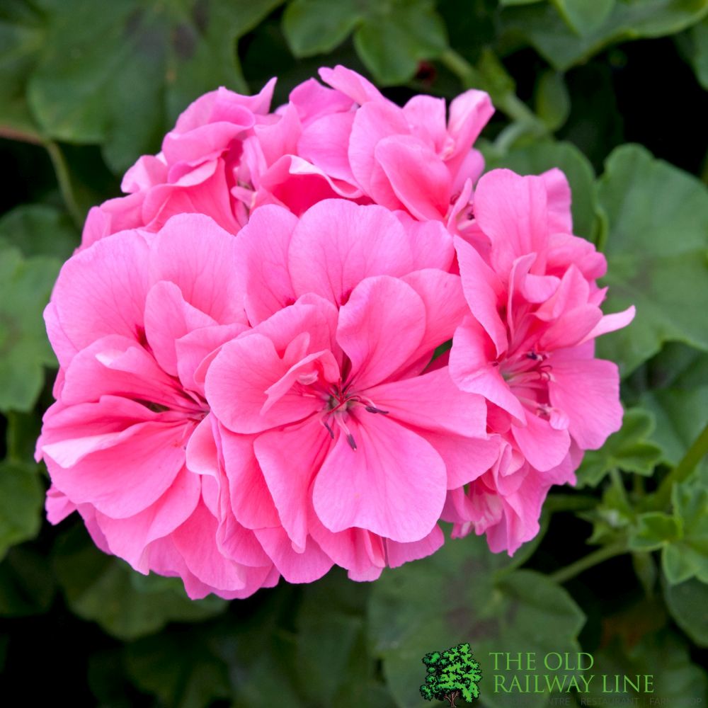 Ivy Geranium Precision Light Pink Bedding Plug Plant