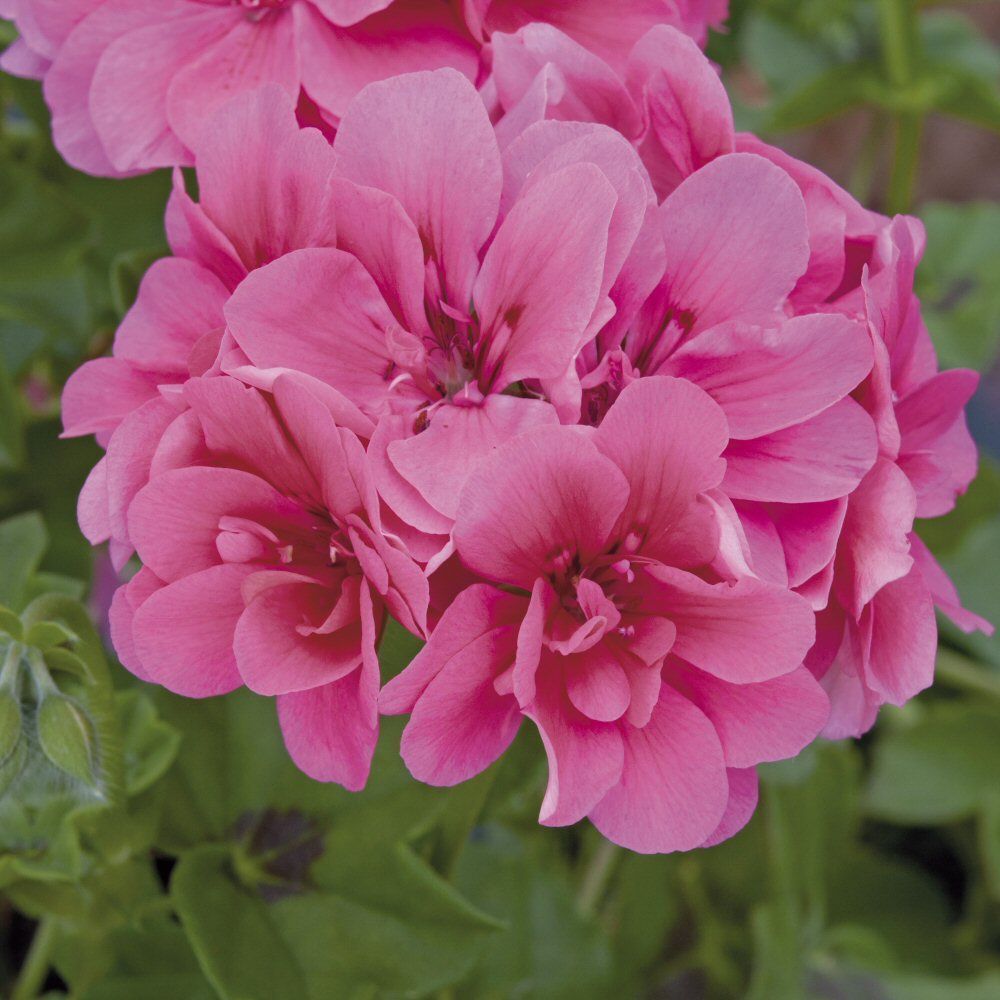Ivy Geranium Precision Rose Bedding Plug Plant