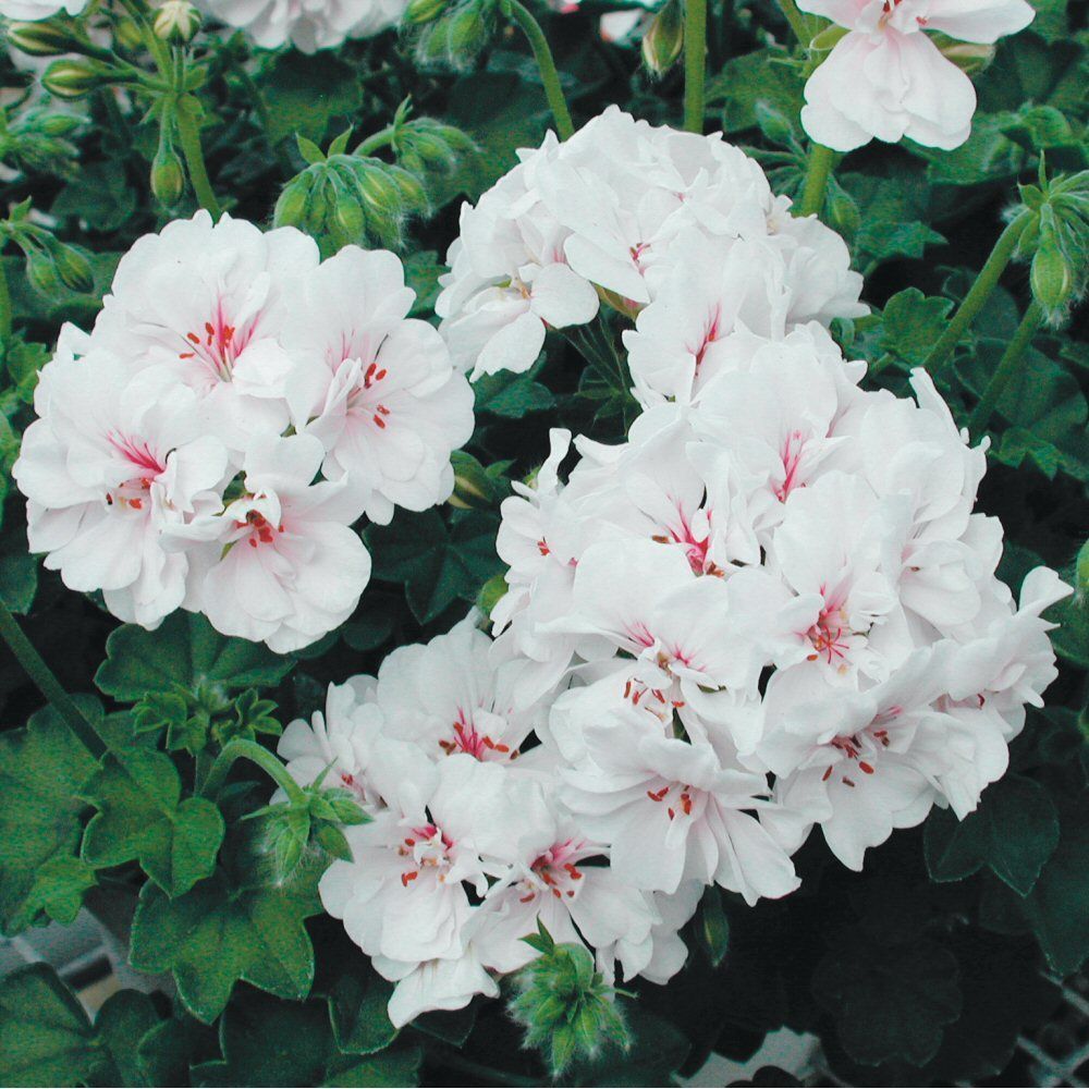 Ivy Geranium Guillou Blanche Roche Bedding Plug Plant