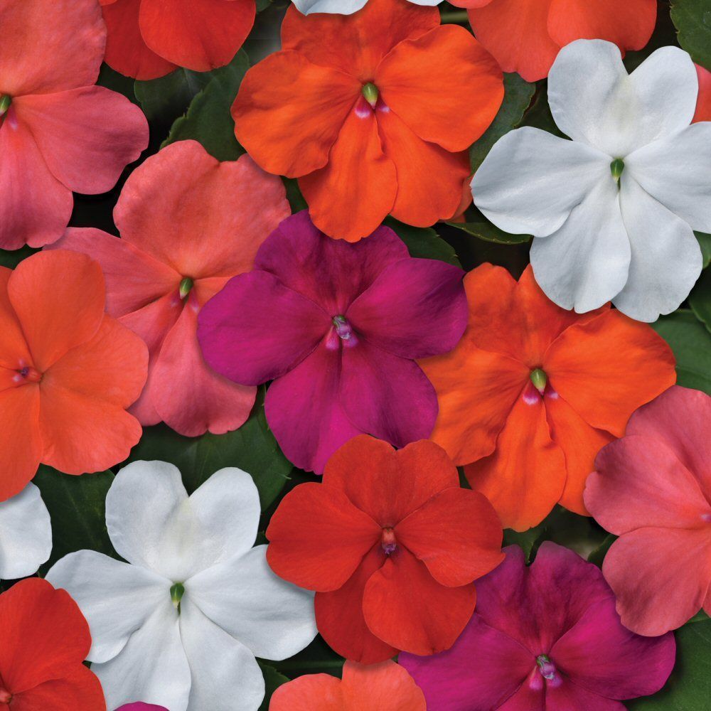 Impatiens Beacon Mixed Bedding Plug Plant 20 Cells