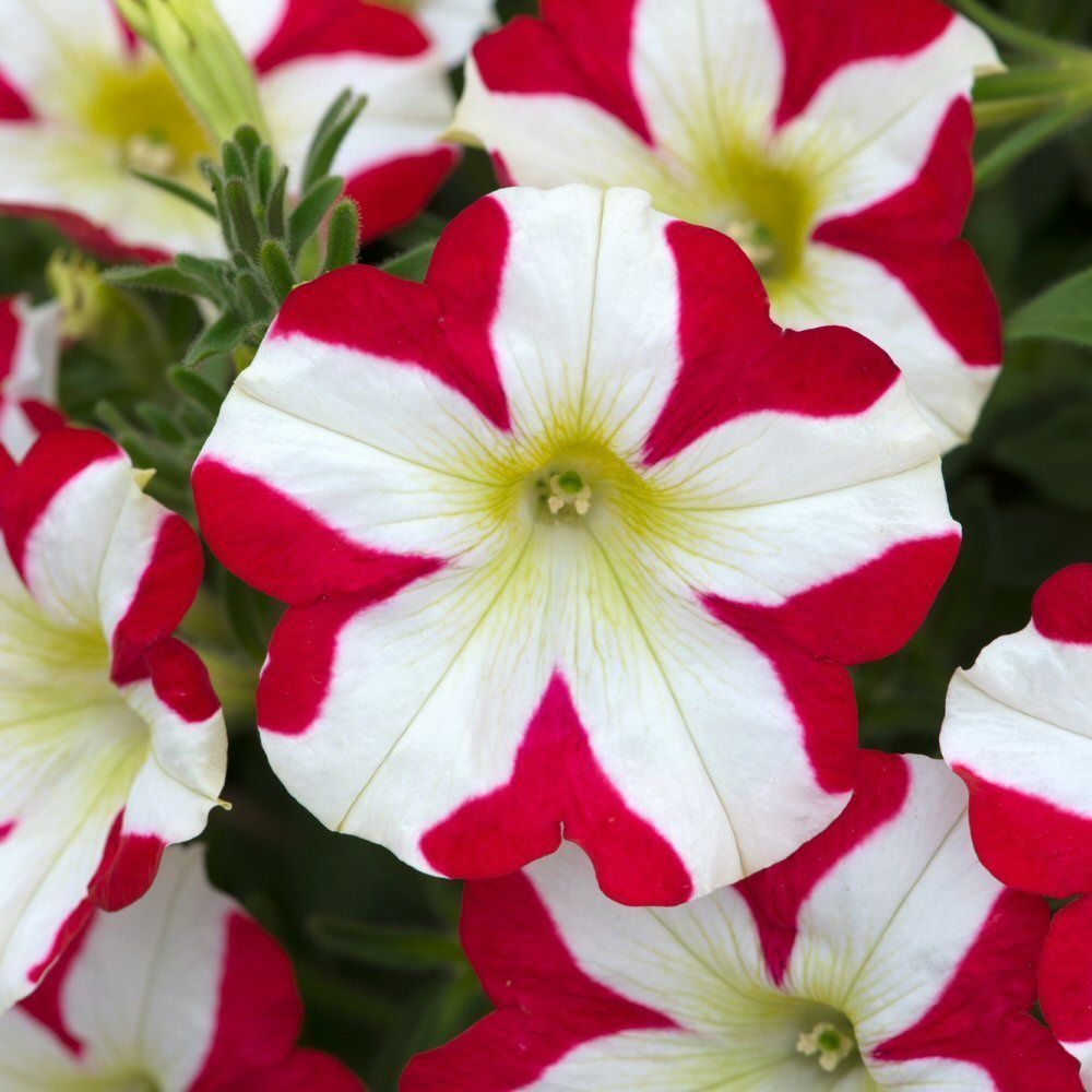 Petunia Amore King of Hearts Bedding Plug Plant